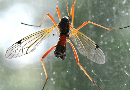 Tanyptera atrata